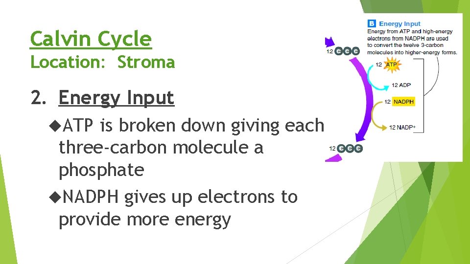 Calvin Cycle Location: Stroma 2. Energy Input ATP is broken down giving each three-carbon