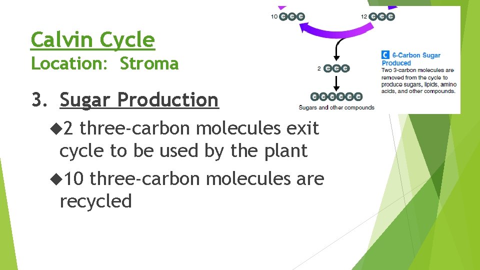 Calvin Cycle Location: Stroma 3. Sugar Production 2 three-carbon molecules exit cycle to be