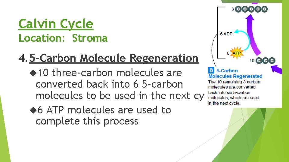 Calvin Cycle Location: Stroma 4. 5 -Carbon Molecule Regeneration 10 three-carbon molecules are converted