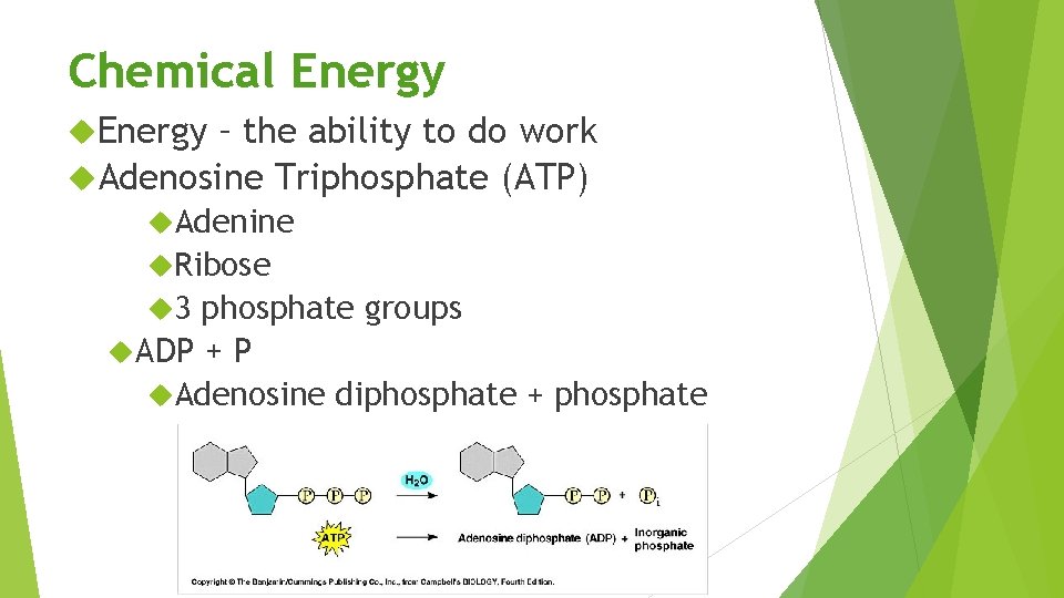 Chemical Energy – the ability to do work Adenosine Triphosphate (ATP) Adenine Ribose 3