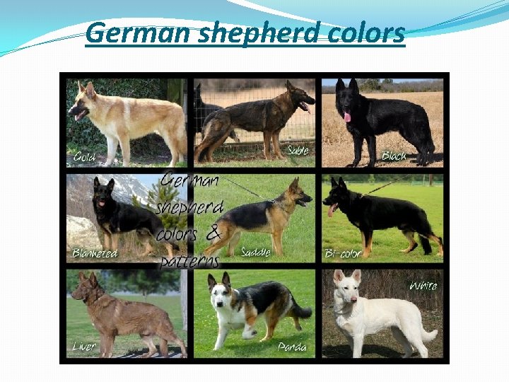 German shepherd colors 