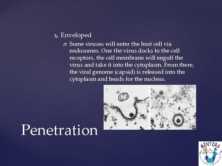  Enveloped Some viruses will enter the host cell via endosomes. One the virus