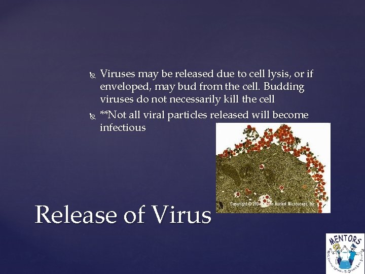  Viruses may be released due to cell lysis, or if enveloped, may bud