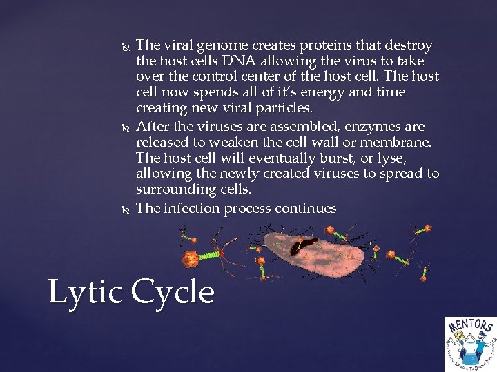  The viral genome creates proteins that destroy the host cells DNA allowing the