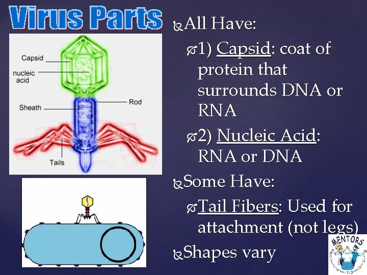 All Have: 1) Capsid: coat of protein that surrounds DNA or RNA 2) Nucleic