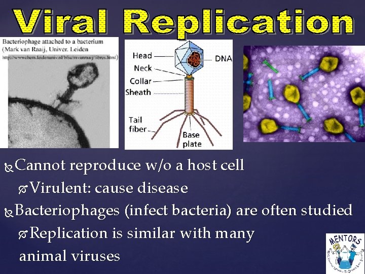 Cannot reproduce w/o a host cell Virulent: cause disease Bacteriophages (infect bacteria) are often