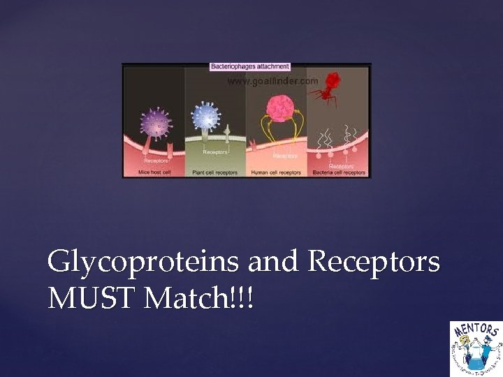 Glycoproteins and Receptors MUST Match!!! 