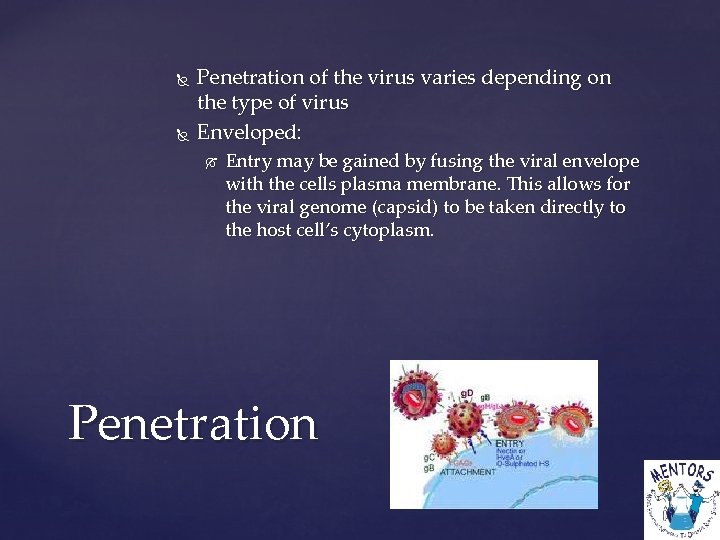  Penetration of the virus varies depending on the type of virus Enveloped: Entry