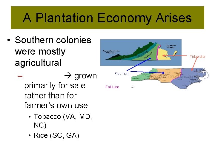 A Plantation Economy Arises • Southern colonies were mostly agricultural – grown primarily for