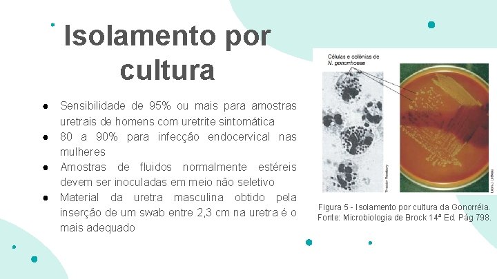 Isolamento por cultura ● ● Sensibilidade de 95% ou mais para amostras uretrais de