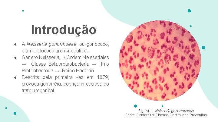 Introdução ● ● ● A Neisseria gonorrhoeae, ou gonococo, é um diplococo gram-negativo. Gênero