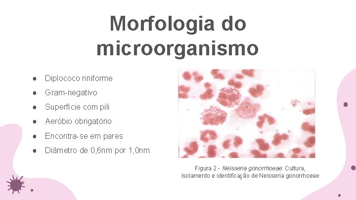 Morfologia do microorganismo ● Diplococo riniforme ● Gram-negativo ● Superfície com pili ● Aeróbio