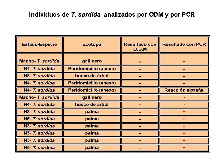 Individuos de T. sordida analizados por ODM y por PCR 