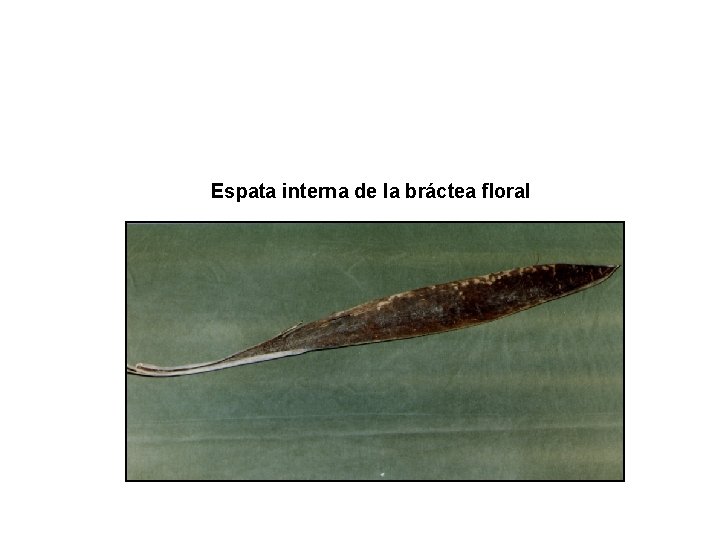 Espata interna de la bráctea floral 