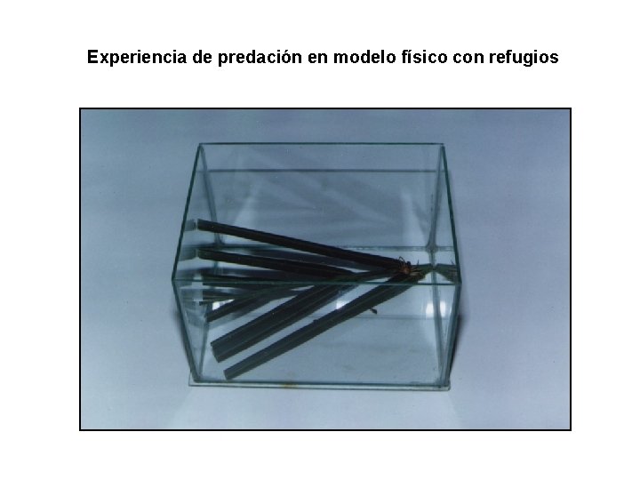 Experiencia de predación en modelo físico con refugios 