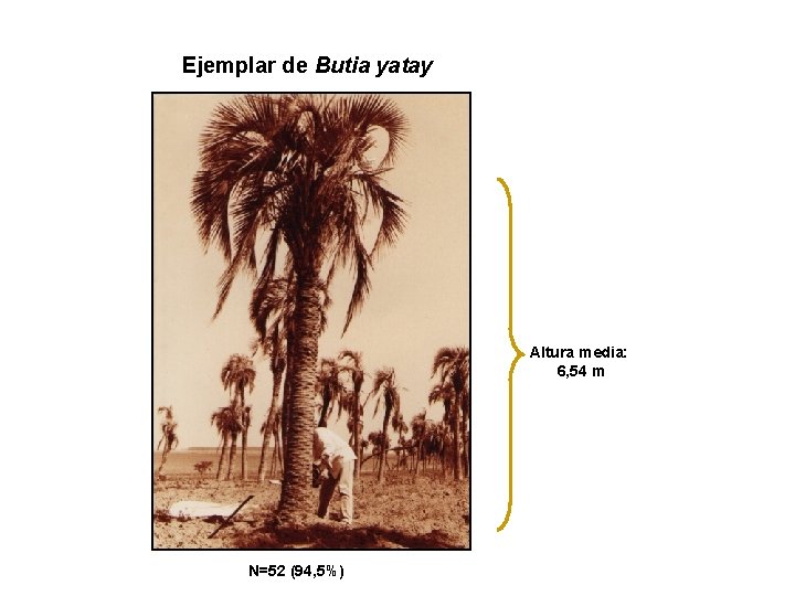 Ejemplar de Butia yatay Altura media: 6, 54 m N=52 (94, 5%) 