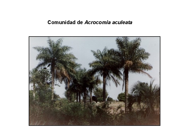 Comunidad de Acrocomia aculeata 