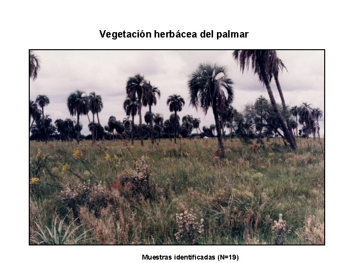 Vegetación herbácea del palmar Muestras identificadas (N=19) 