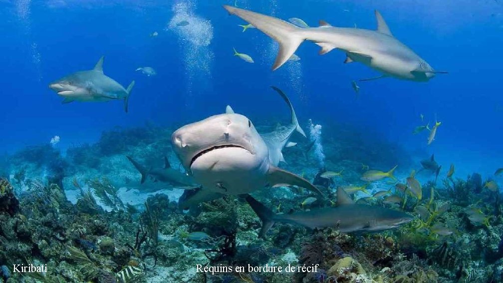 Kiribati Requins en bordure de récif 