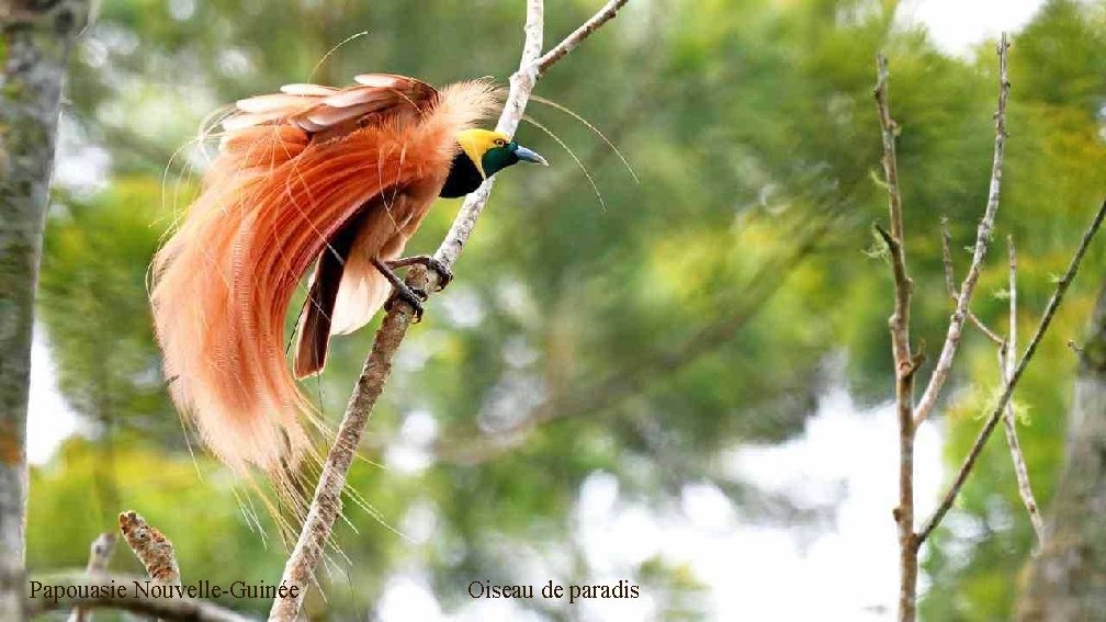 Papouasie Nouvelle-Guinée Oiseau de paradis 