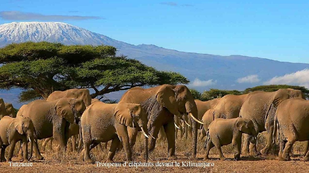 Tanzanie Troupeau d’éléphants devant le Kilimanjaro 