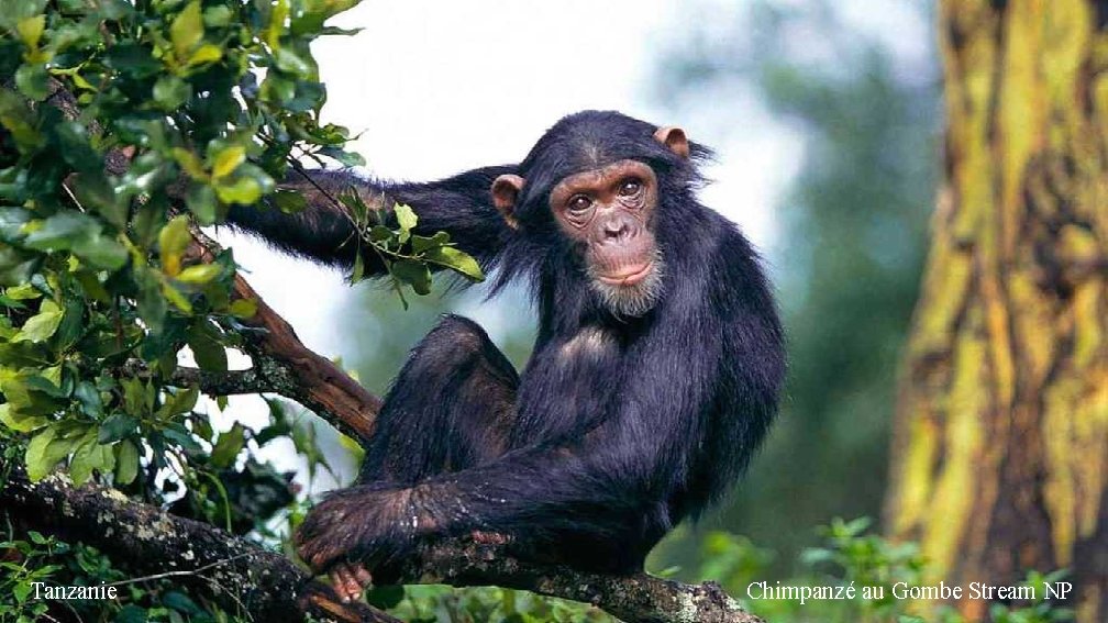 Tanzanie Chimpanzé au Gombe Stream NP 