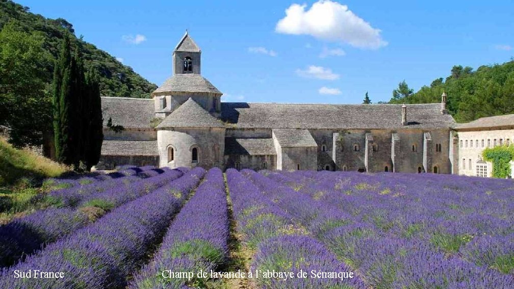 Sud France Champ de lavande à l’abbaye de Sénanque 