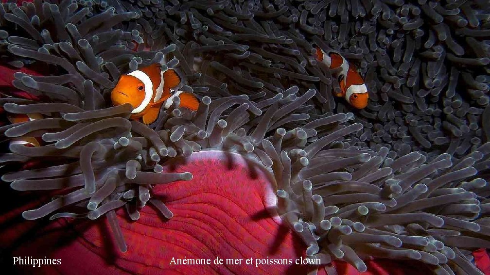 Philippines Anémone de mer et poissons clown 