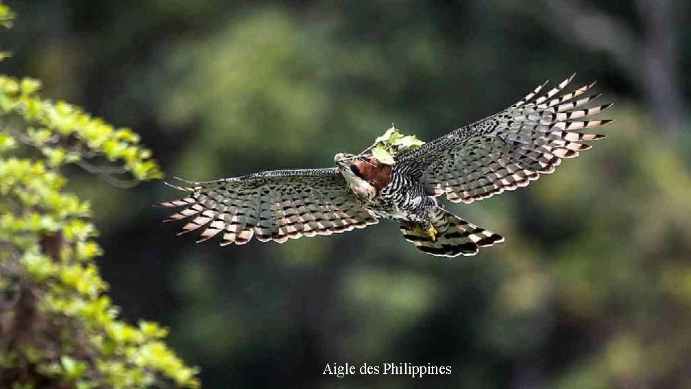 Aigle des Philippines 