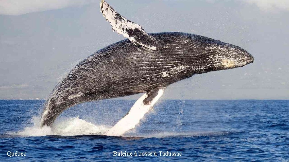 Québec Baleine à bosse à Tadussac 