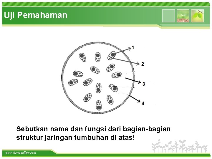 Uji Pemahaman Sebutkan nama dan fungsi dari bagian-bagian struktur jaringan tumbuhan di atas! www.