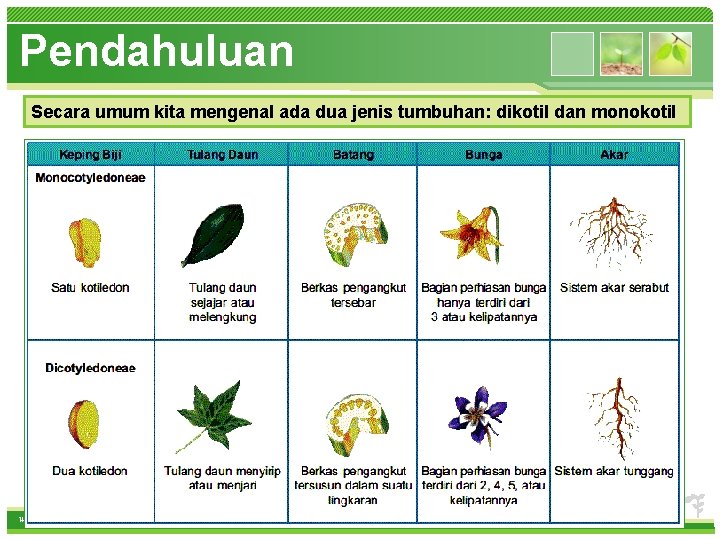 Pendahuluan Secara umum kita mengenal ada dua jenis tumbuhan: dikotil dan monokotil • How
