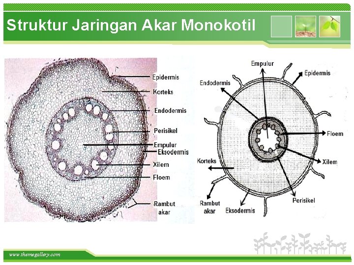 Struktur Jaringan Akar Monokotil • How do I incorporate my logo to a slide