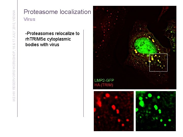 IAS HIV RESERVOIRS WORKSHOP, 16 & 17 JULY 2010, VIENNA Proteasome localization Virus -Proteasomes