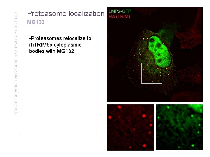 IAS HIV RESERVOIRS WORKSHOP, 16 & 17 JULY 2010, VIENNA Proteasome localization MG 132