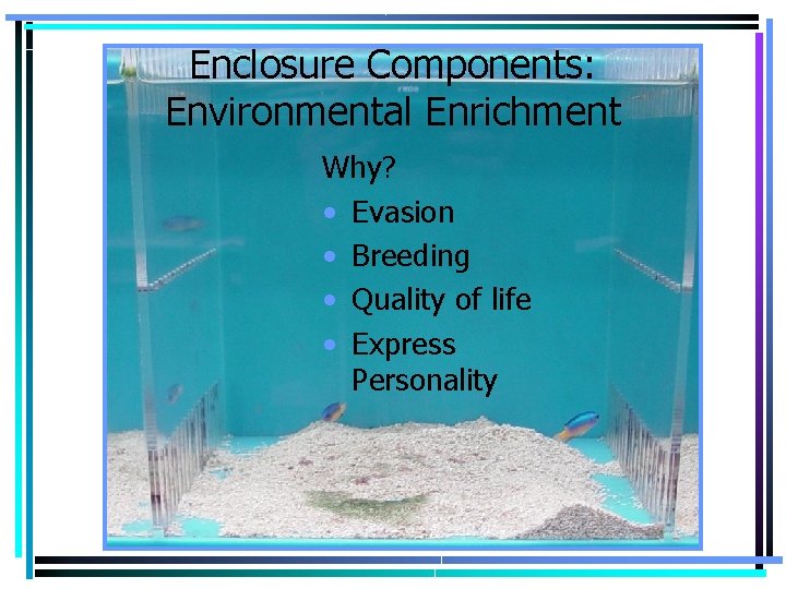 Enclosure Components: Environmental Enrichment Why? • Evasion • Breeding • Quality of life •