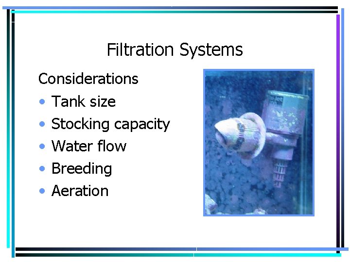 Filtration Systems Considerations • Tank size • Stocking capacity • Water flow • Breeding