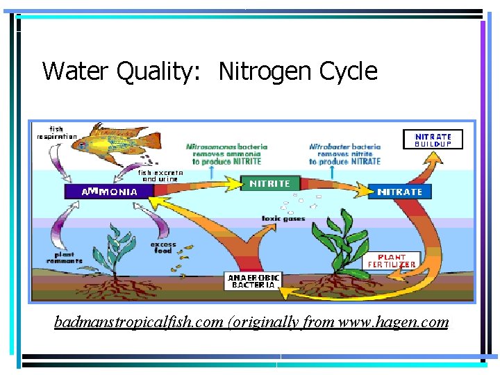 Water Quality: Nitrogen Cycle badmanstropicalfish. com (originally from www. hagen. com) 