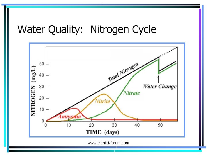 Water Quality: Nitrogen Cycle www. cichlid-forum. com 