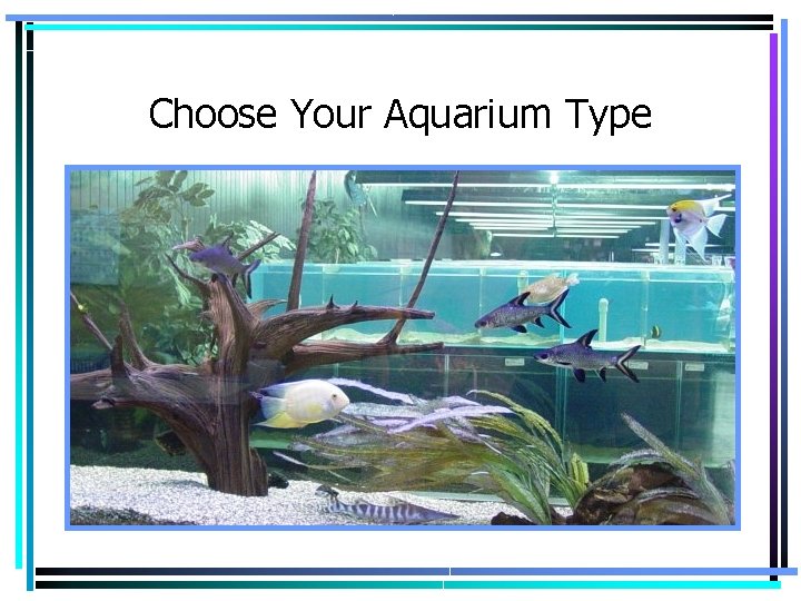 Choose Your Aquarium Type 