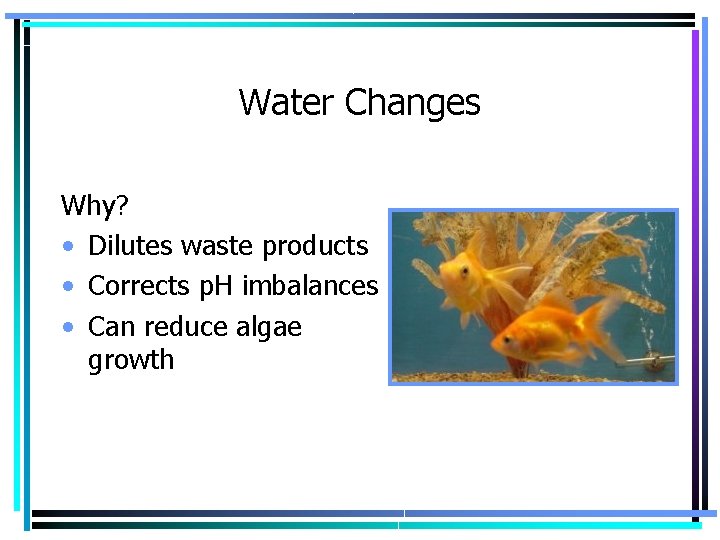 Water Changes Why? • Dilutes waste products • Corrects p. H imbalances • Can