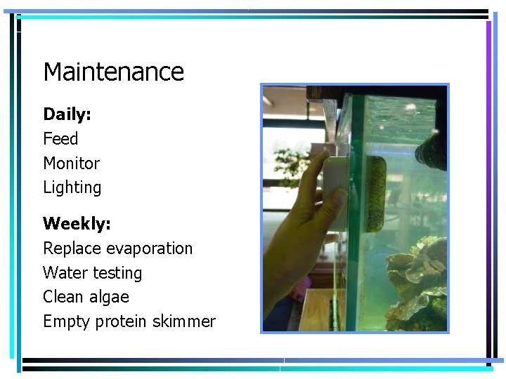 Maintenance Daily: Feed Monitor Lighting Weekly: Replace evaporation Water testing Clean algae Empty protein