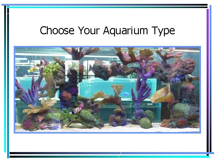 Choose Your Aquarium Type 