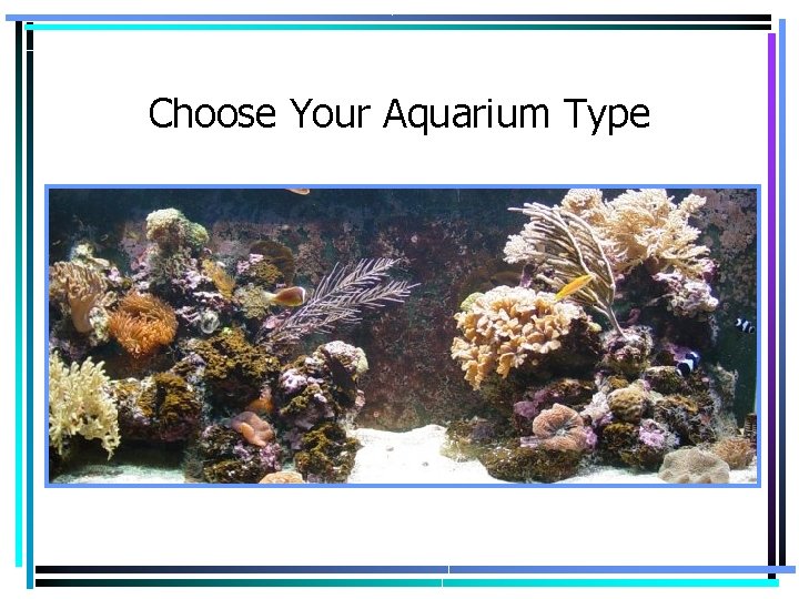 Choose Your Aquarium Type 