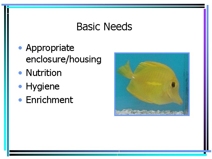 Basic Needs • Appropriate enclosure/housing • Nutrition • Hygiene • Enrichment 