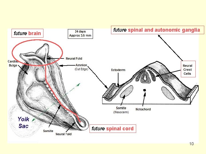 future brain future spinal and autonomic ganglia future spinal cord 10 