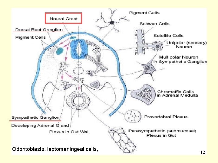Odontoblasts, leptomeningeal cells, 12 