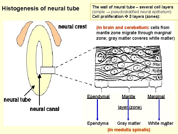 Histogenesis of neural tube The wall of neural tube – several cell layers (simple