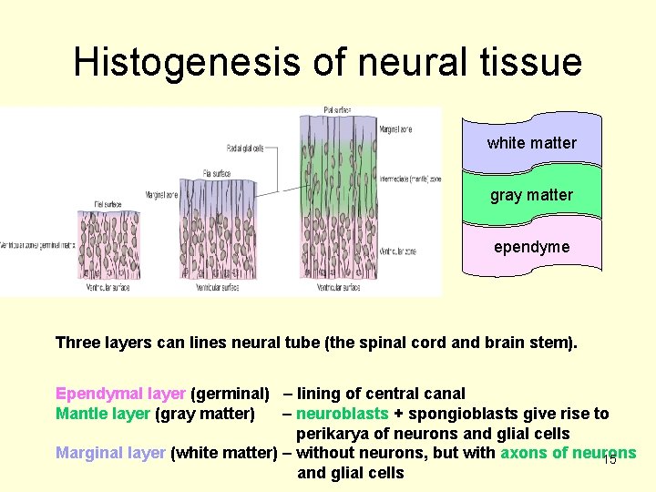 Histogenesis of neural tissue white matter gray matter ependyme Three layers can lines neural