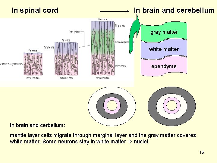In spinal cord In brain and cerebellum gray matter white matter ependyme In brain